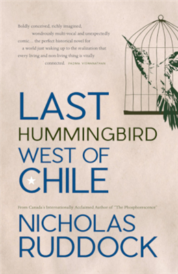 The Last Hummingbird West of Chile